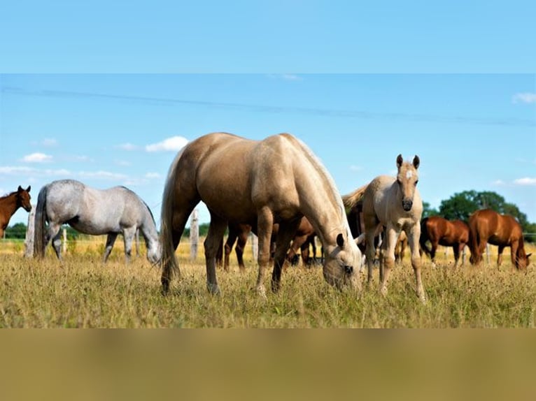 American Quarter Horse Giumenta  in Edemissen