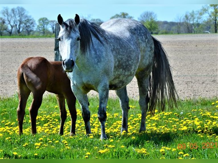 American Quarter Horse Giumenta  in Edemissen