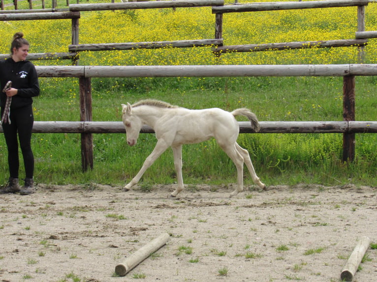American Quarter Horse Giumenta Puledri (04/2026) Champagne in Ferrieres Sur Sichon