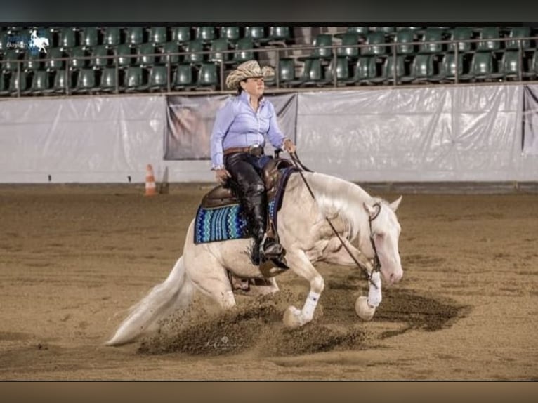 American Quarter Horse Giumenta Puledri
 (05/2024) Cremello in Mehren