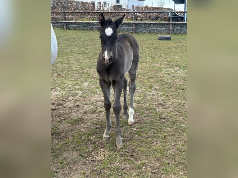 American Quarter Horse Giumenta Puledri (04/2026) Morello in Daleiden
