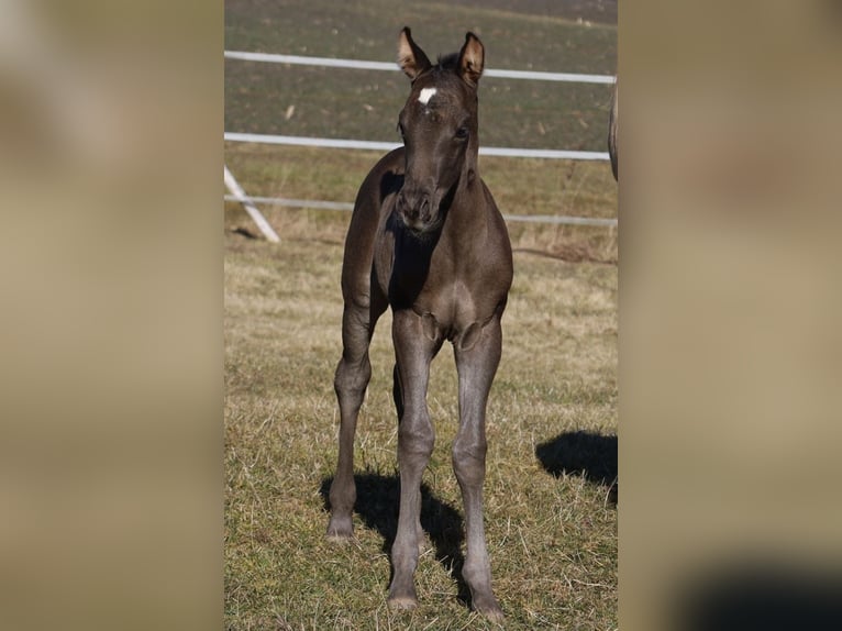 American Quarter Horse Giumenta  Morello in Schlammersdorf-Moos