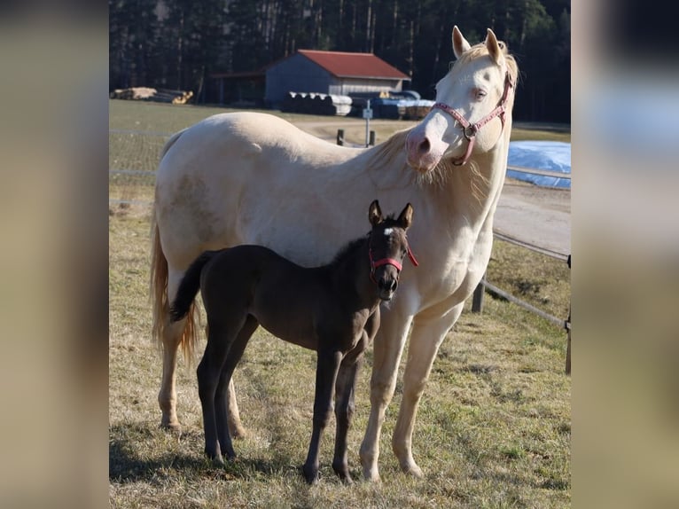 American Quarter Horse Giumenta  Morello in Schlammersdorf-Moos