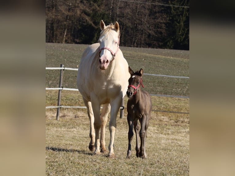 American Quarter Horse Giumenta  Morello in Schlammersdorf-Moos