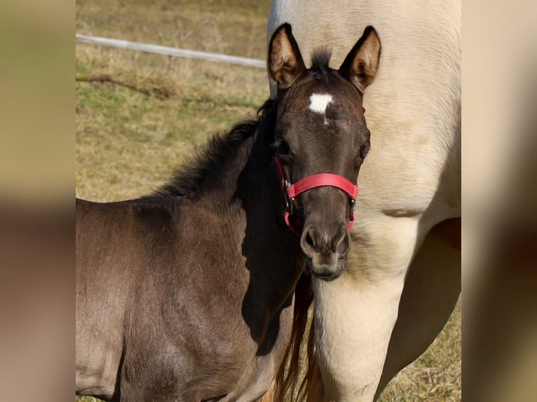 American Quarter Horse Giumenta  Morello in Schlammersdorf-Moos