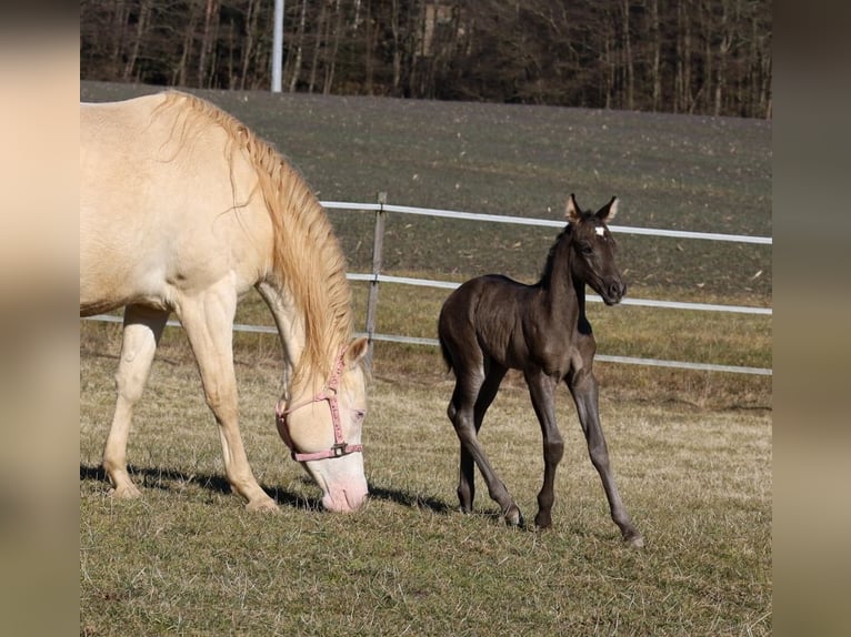 American Quarter Horse Giumenta  Morello in Schlammersdorf-Moos