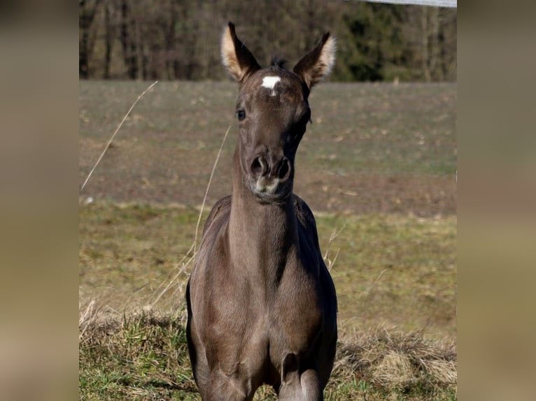 American Quarter Horse Giumenta  Morello in Schlammersdorf-Moos