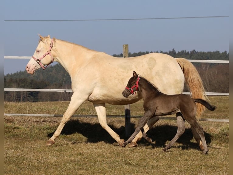 American Quarter Horse Giumenta  Morello in Schlammersdorf-Moos