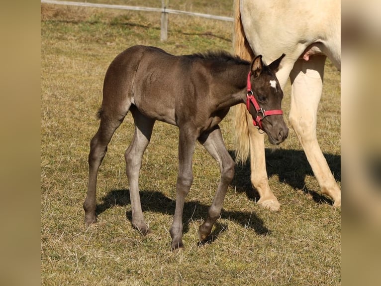 American Quarter Horse Giumenta  Morello in Schlammersdorf-Moos