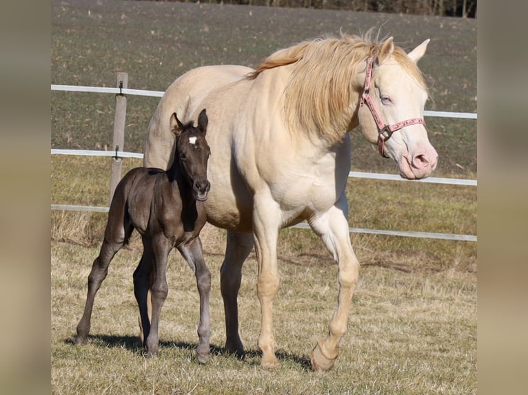 American Quarter Horse Giumenta  Morello in Schlammersdorf-Moos