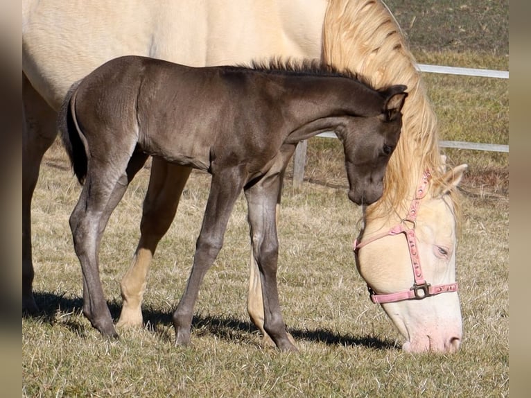 American Quarter Horse Giumenta  Morello in Schlammersdorf-Moos