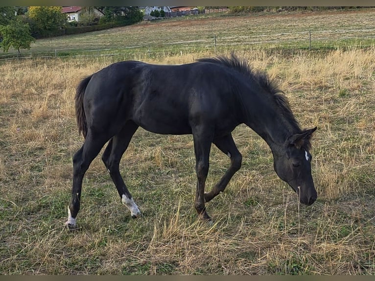 American Quarter Horse Giumenta Puledri (05/2026) Morello in Reichweiler