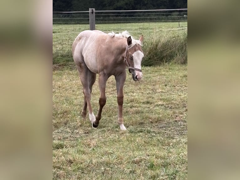 American Quarter Horse Giumenta Puledri (04/2026) Palomino in Hagen im Bremischen