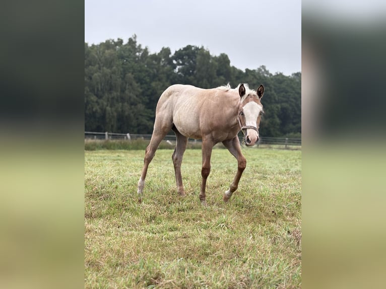 American Quarter Horse Giumenta Puledri (04/2026) Palomino in Hagen im Bremischen