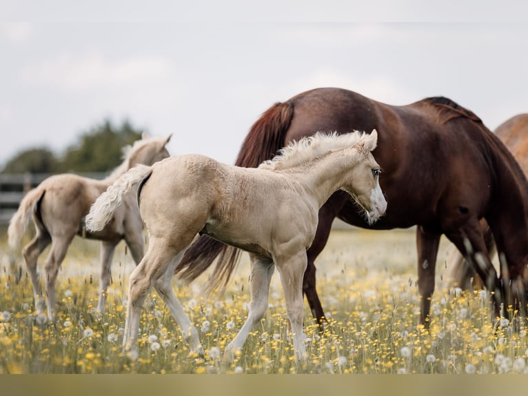American Quarter Horse Giumenta Puledri (04/2026) Palomino in Deining