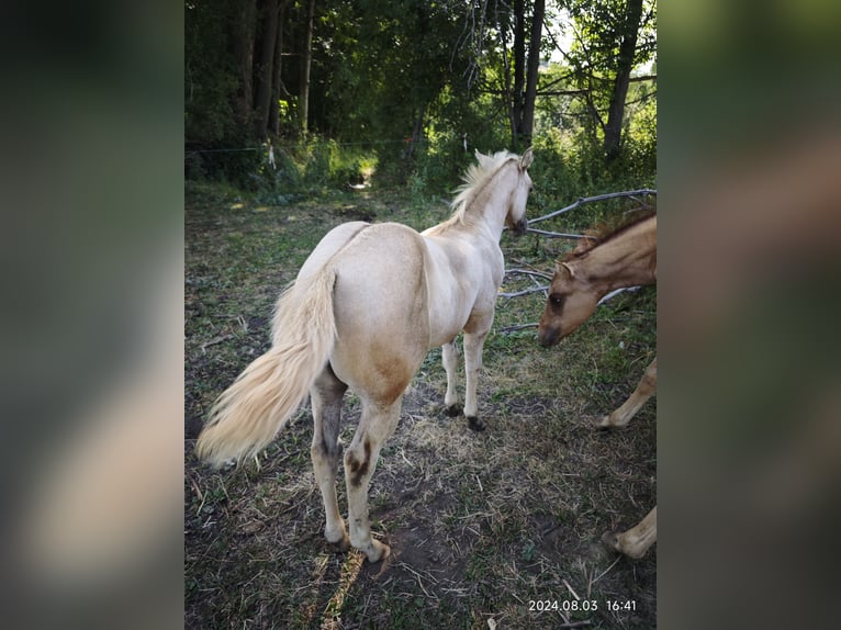 American Quarter Horse Giumenta Puledri (06/2024) Palomino in Le Soler