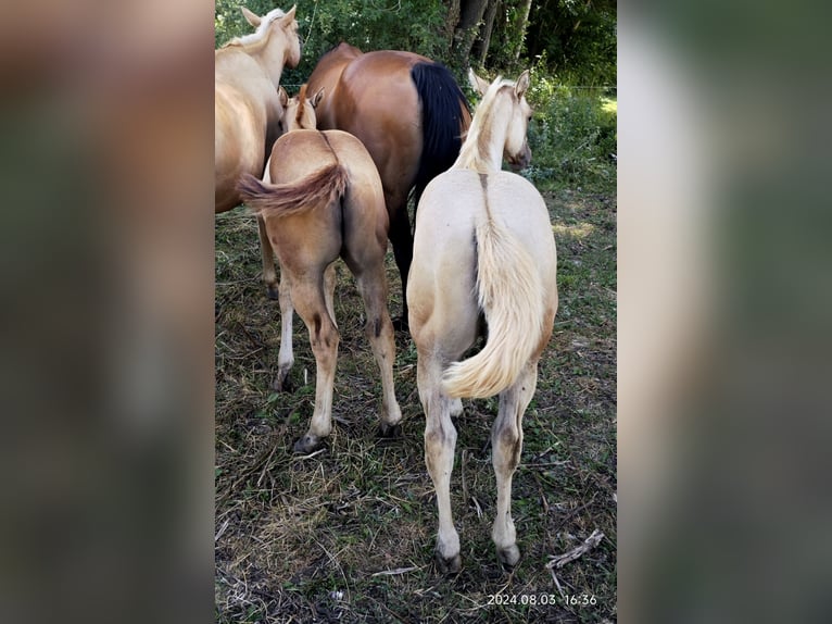 American Quarter Horse Giumenta Puledri (06/2024) Palomino in Le Soler