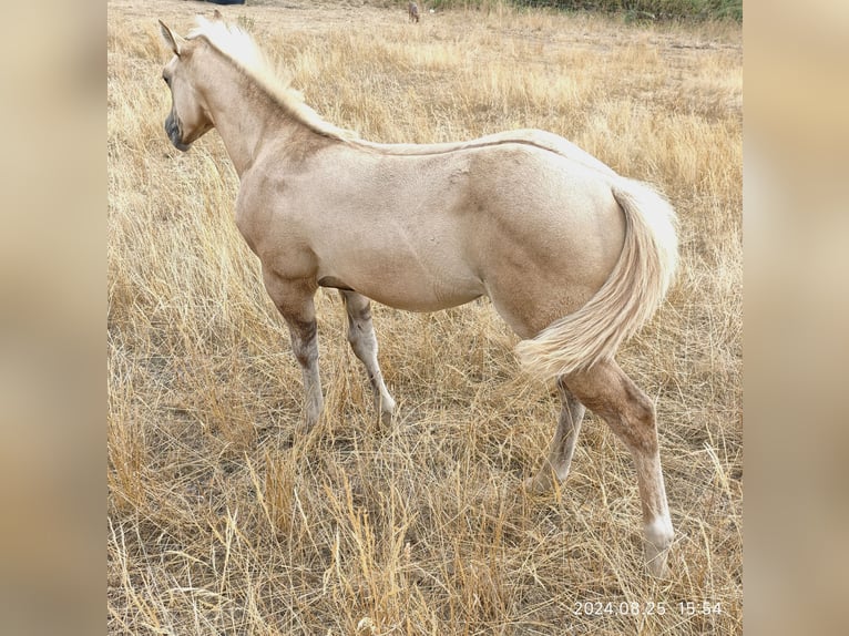 American Quarter Horse Giumenta Puledri (06/2024) Palomino in Le Soler