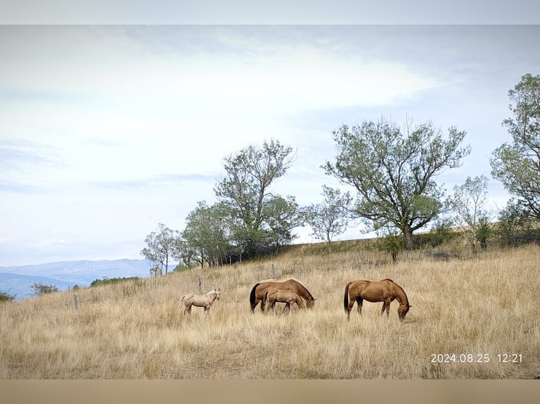 American Quarter Horse Giumenta Puledri (06/2024) Palomino in Le Soler