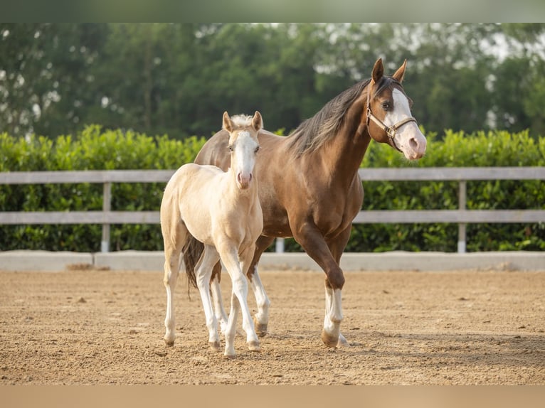 American Quarter Horse Giumenta Puledri (01/2026) Palomino in Tollebeek