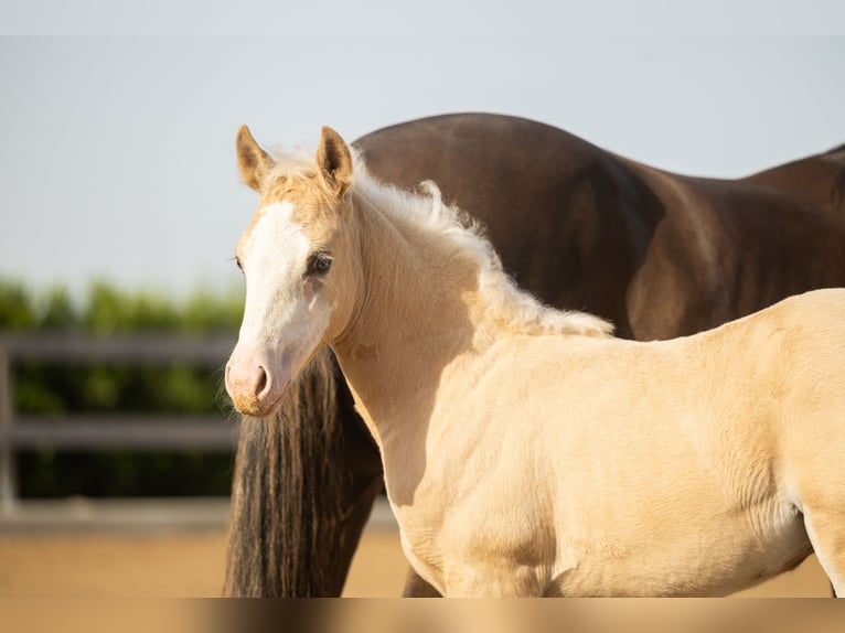 American Quarter Horse Giumenta Puledri (01/2026) Palomino in Tollebeek