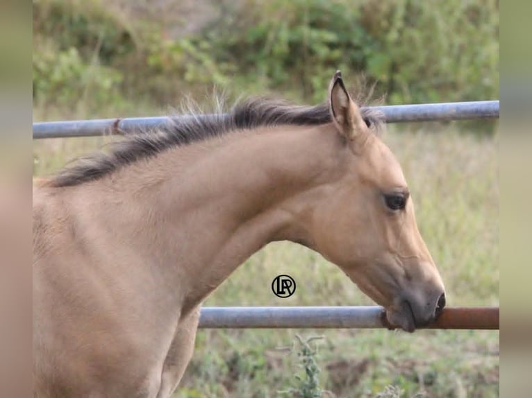 American Quarter Horse Giumenta Puledri (05/2026) Pelle di daino in VARSI PR