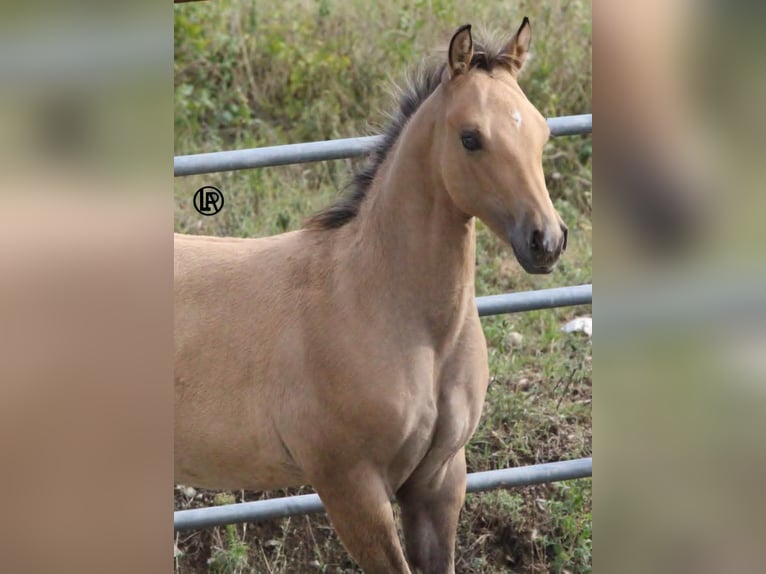 American Quarter Horse Giumenta Puledri (05/2026) Pelle di daino in VARSI PR