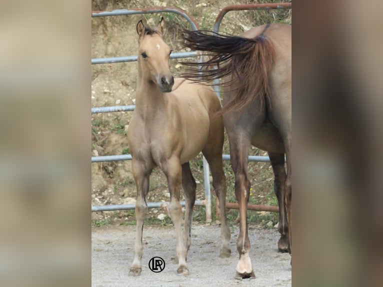 American Quarter Horse Giumenta Puledri (05/2026) Pelle di daino in VARSI PR