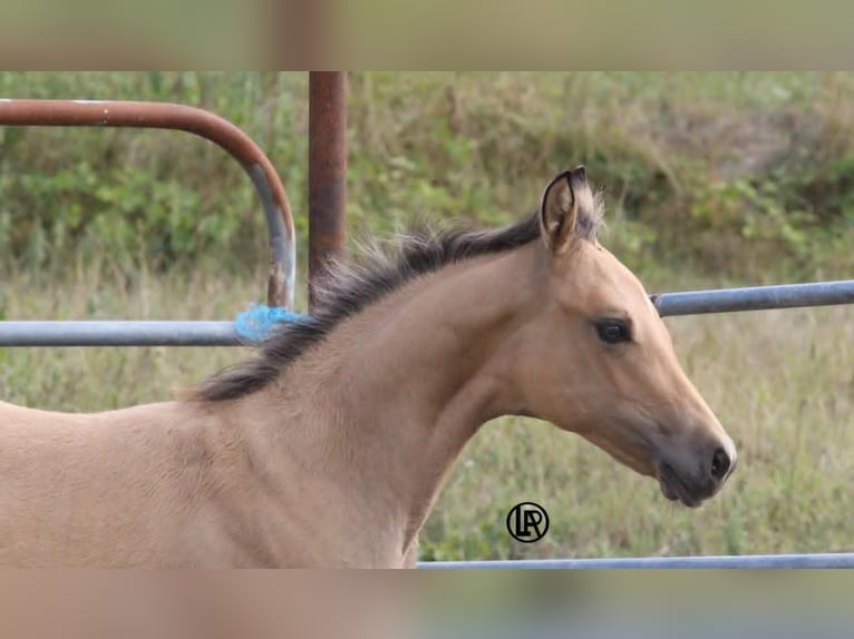 American Quarter Horse Giumenta Puledri (05/2026) Pelle di daino in VARSI PR