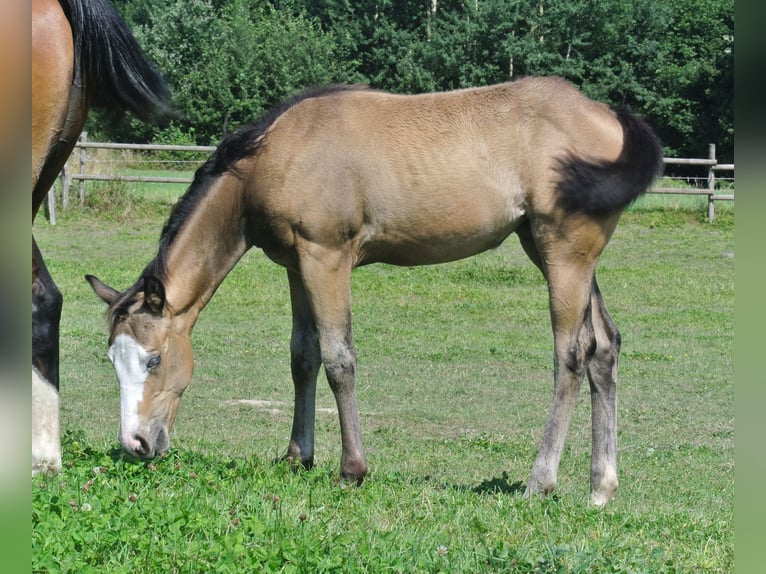 American Quarter Horse Giumenta Puledri
 (04/2024) Pelle di daino in Dortmund