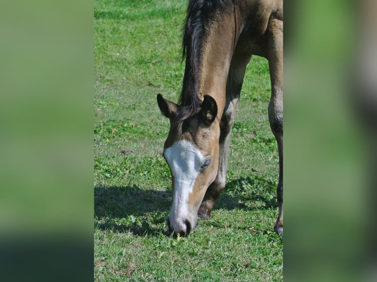 American Quarter Horse Giumenta Puledri
 (04/2024) Pelle di daino in Dortmund