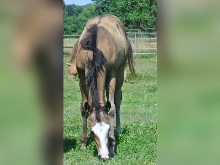 American Quarter Horse Giumenta Puledri
 (04/2024) Pelle di daino in Dortmund