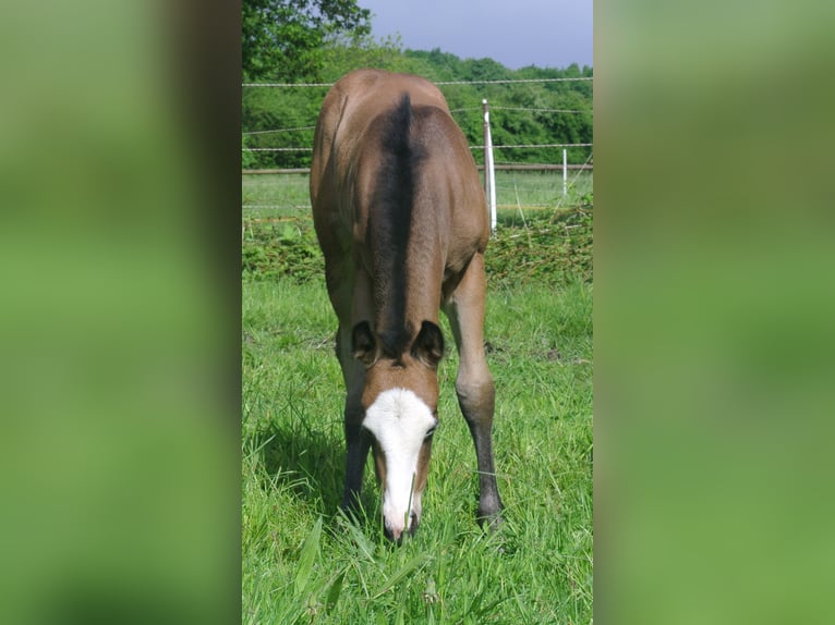 American Quarter Horse Giumenta Puledri
 (04/2024) Pelle di daino in Dortmund