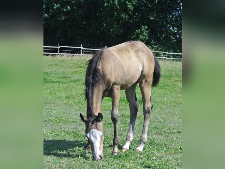 American Quarter Horse Giumenta Puledri
 (04/2024) Pelle di daino in Dortmund