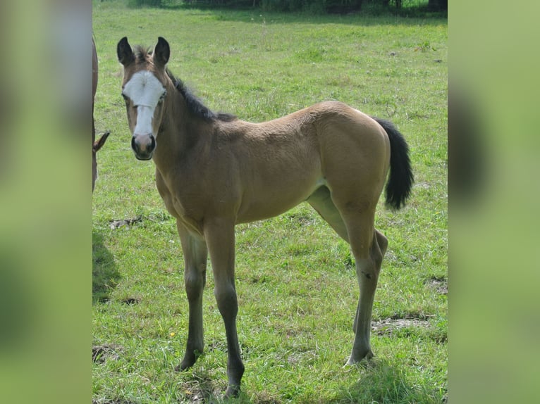 American Quarter Horse Giumenta Puledri
 (04/2024) Pelle di daino in Dortmund