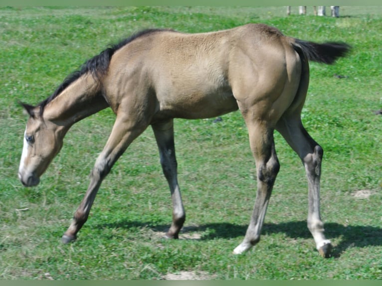 American Quarter Horse Giumenta Puledri
 (04/2024) Pelle di daino in Dortmund