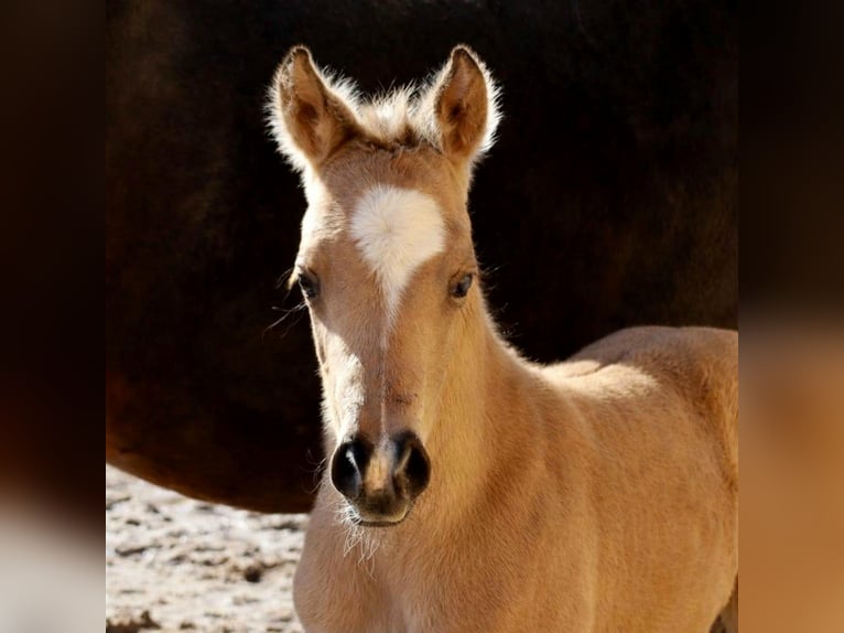 American Quarter Horse Giumenta Puledri (02/2026) Pelle di daino in Schlammersdorf