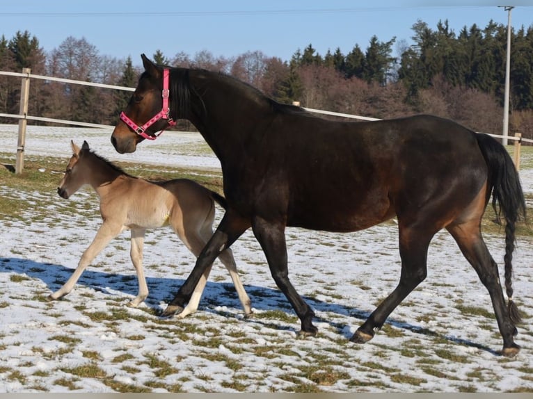 American Quarter Horse Giumenta Puledri (02/2026) Pelle di daino in Schlammersdorf