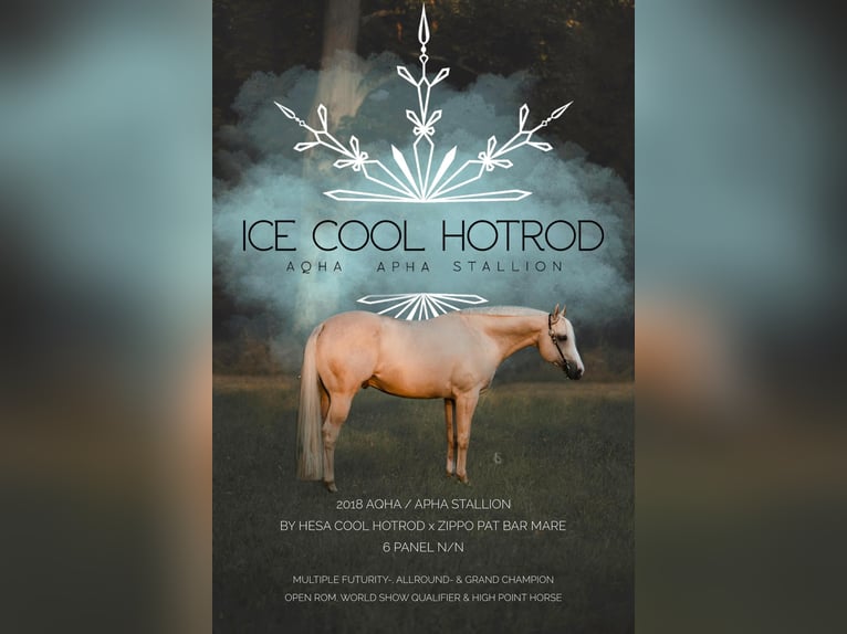 American Quarter Horse Giumenta Puledri (02/2026) Pelle di daino in Schlammersdorf