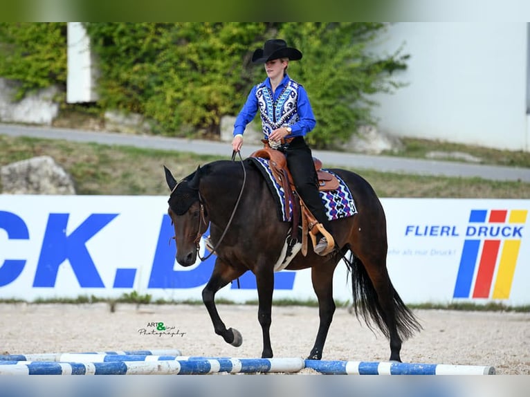 American Quarter Horse Giumenta Puledri (02/2026) Pelle di daino in Schlammersdorf