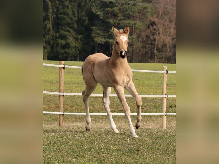 American Quarter Horse Giumenta Puledri (02/2026) Pelle di daino in Schlammersdorf