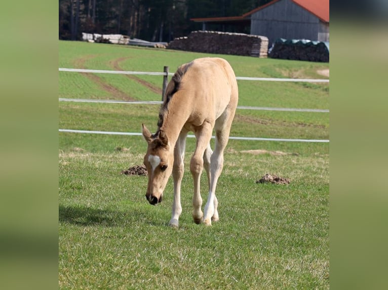 American Quarter Horse Giumenta Puledri (02/2026) Pelle di daino in Schlammersdorf