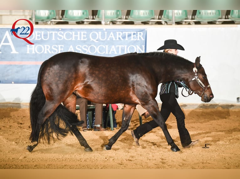 American Quarter Horse Giumenta Puledri (02/2026) Pelle di daino in Schlammersdorf