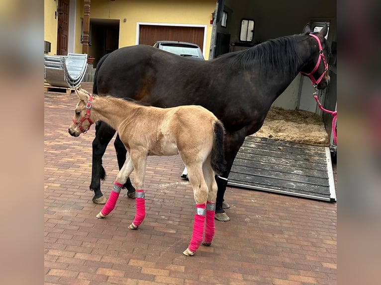 American Quarter Horse Giumenta Puledri (02/2026) Pelle di daino in Schlammersdorf