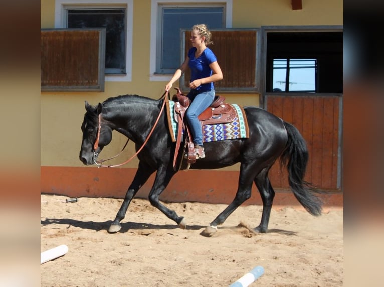 American Quarter Horse Giumenta Puledri (01/2026) Pelle di daino in Schlammersdorf