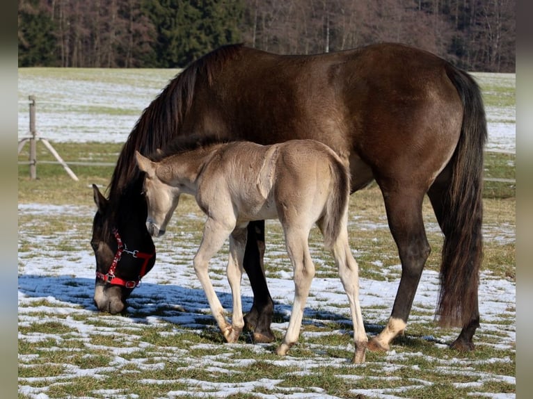 American Quarter Horse Giumenta Puledri (01/2026) Pelle di daino in Schlammersdorf