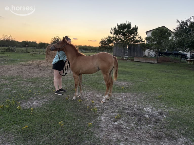 American Quarter Horse Giumenta Puledri (04/2026) Red dun in Needville, TX