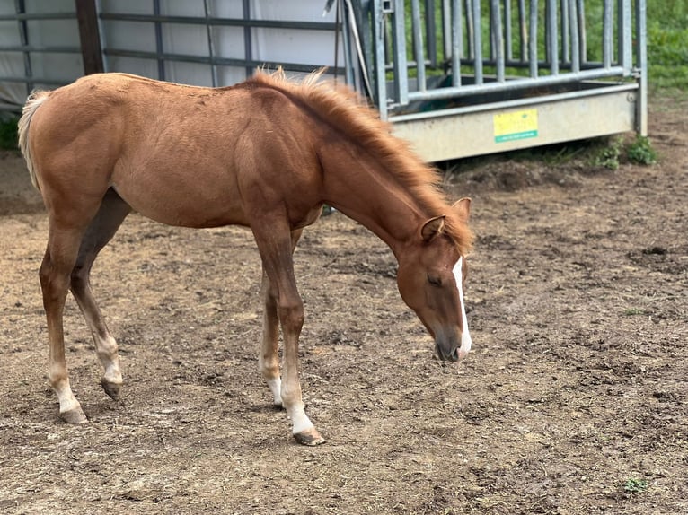 American Quarter Horse Giumenta Puledri
 (03/2024) Red dun in Ingolstadt