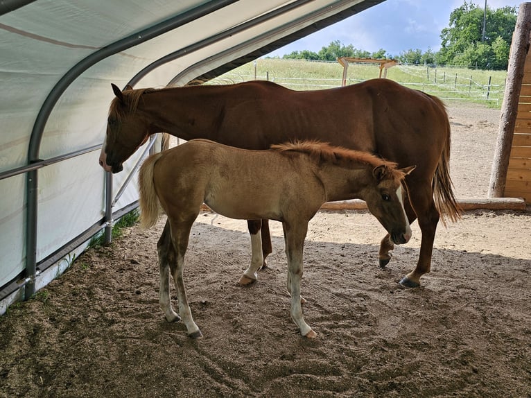 American Quarter Horse Giumenta Puledri
 (03/2024) Red dun in Ingolstadt