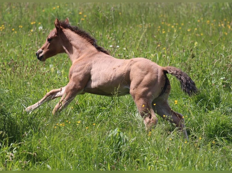 American Quarter Horse Giumenta Puledri
 (04/2024) in Waldshut-Tiengen